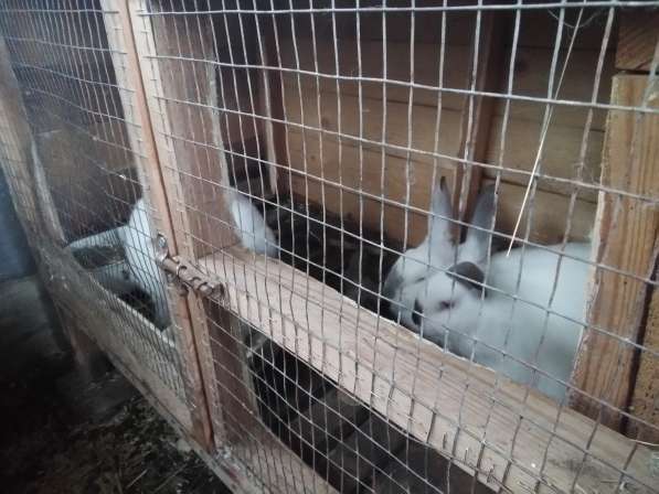 Кролики калифорнийской породы в Джанкое фото 3