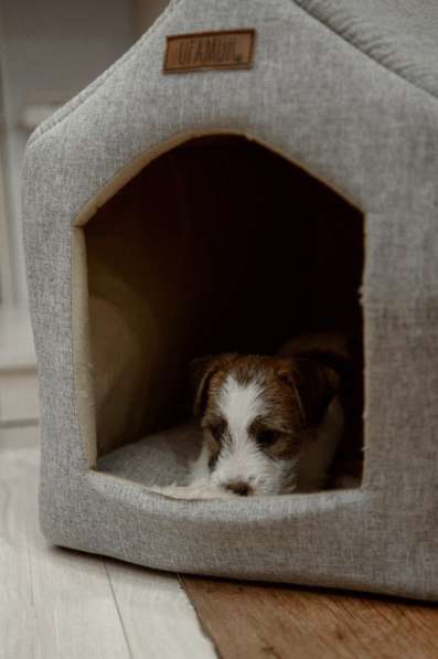 Щенок Джек Рассел терьер в Йошкар-Оле фото 3