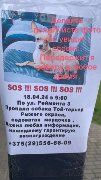 Пропала собака в фото 3