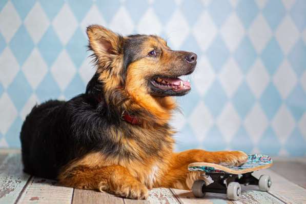 Пушистый большой добряк Большой в добрые руки в Москве фото 7