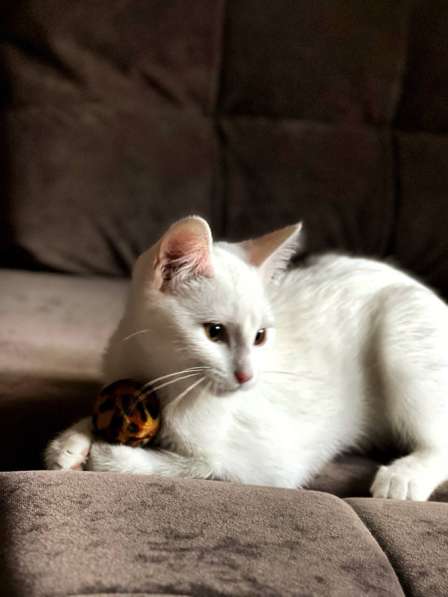 Кошечка Белёна, 5 месяцев