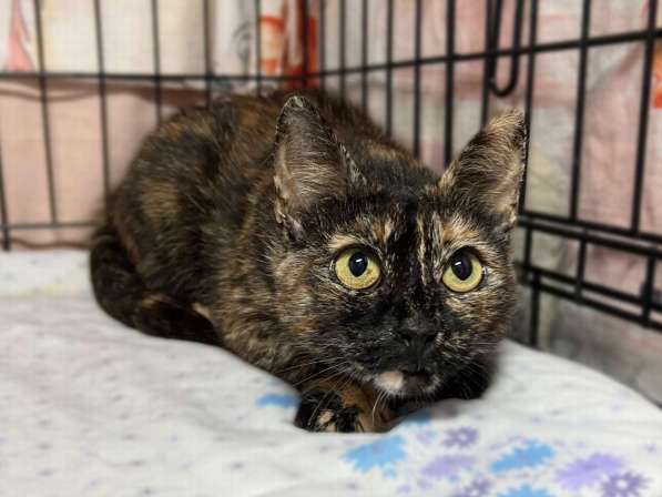 В добрые руки черепаховая кошечка Муся! в Москве фото 3