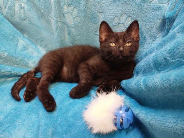 Черный игривый котёнок ищет дом в Санкт-Петербурге фото 5