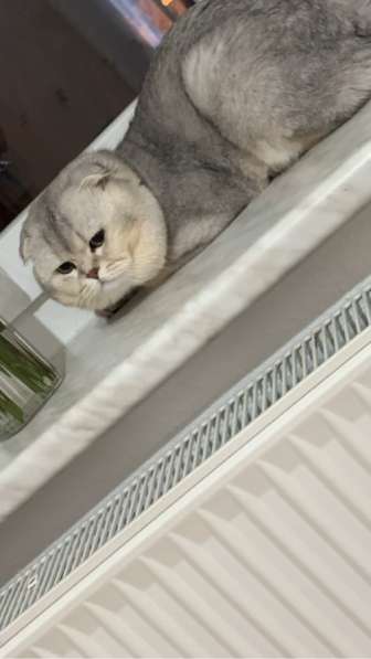 Кот хорошей породы в фото 12