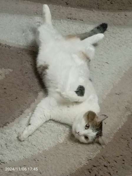 Котик в добрые руки в Новосибирске