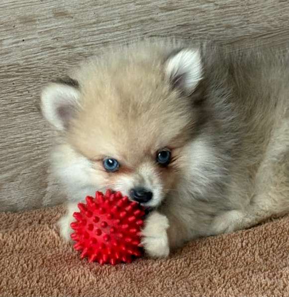 Щенок шпица, девочка