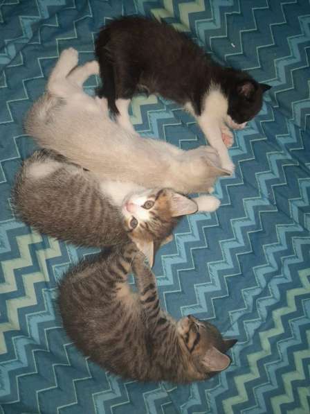 Котята в добрые руки, бесплатно в Подольске фото 4