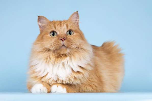 Кошечка Дюймовочка ищет доброе сердце в Москве