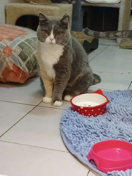 Кошка Феня метис шотландской ждет заботливых хозяев в Москве