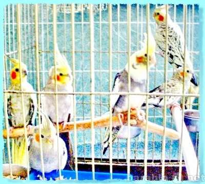 Волнистые попугаи, Неразлучники, Кореллы Москва в Москве