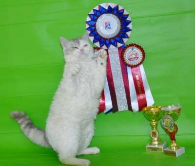 Молодой перспективный селкирк-рекс