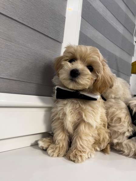 Мальтипу в фото 3