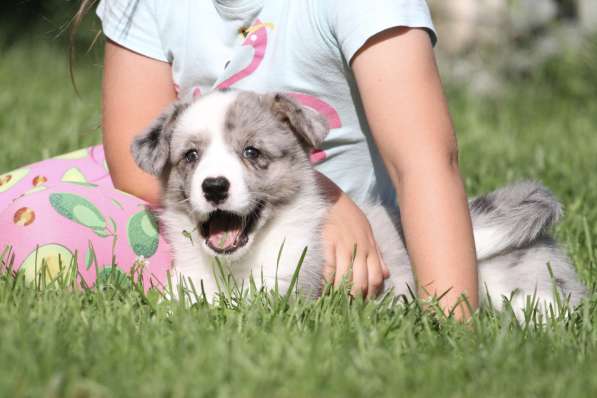 Вельш корги кардиган-мальчик в Москве фото 9