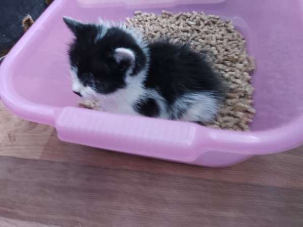 Котенок в дар в фото 4