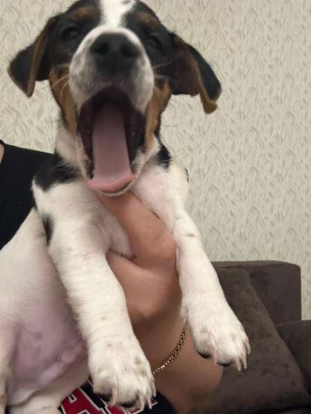 Собаки в Москве