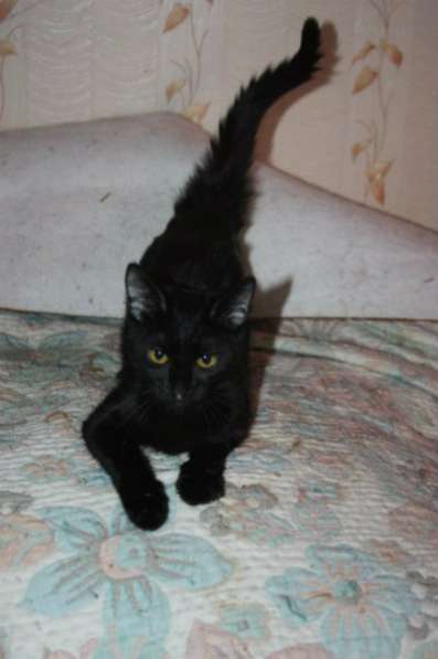 Отдам даром Багира в Санкт-Петербурге фото 3