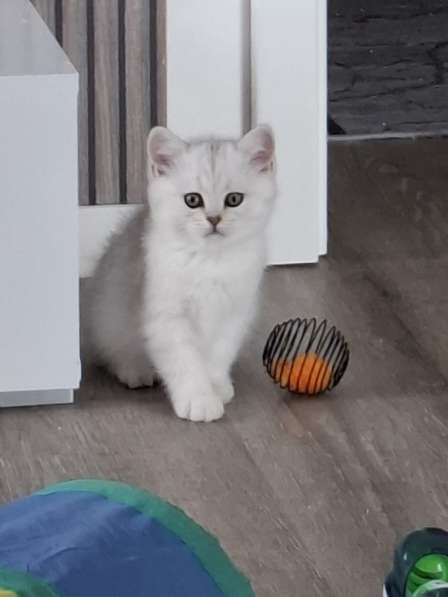 Британский короткошерстный котик