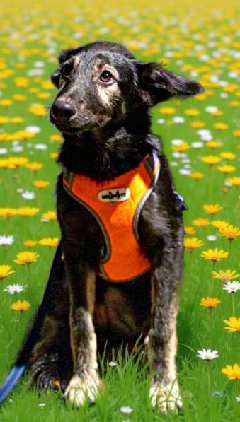 Барсик в поиске дома в Москве фото 5