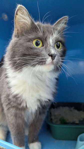 Роскошная красавица Зефирка в самые добрые руки! в Москве фото 5