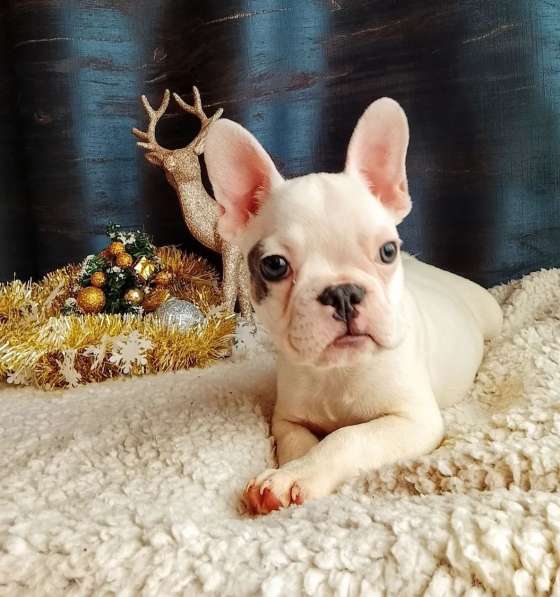 Французский бульдог