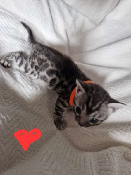 Чиcтокровные Бенгальские Котята в фото 8