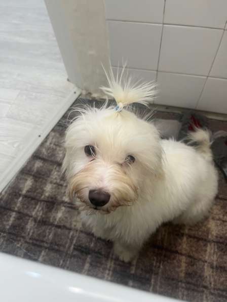 Продам щенка