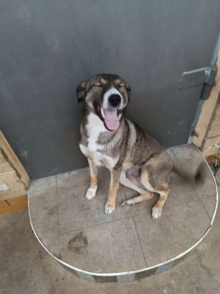 Собака в добрые руки в Джанкое фото 3