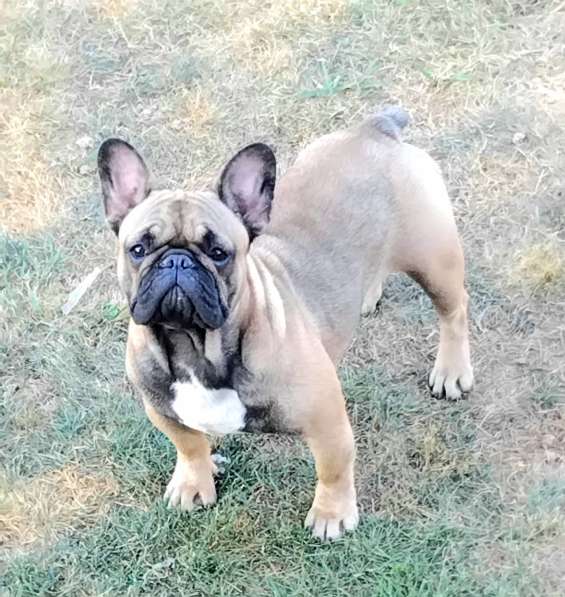 Подрощенная девочка француженка в Москве фото 7