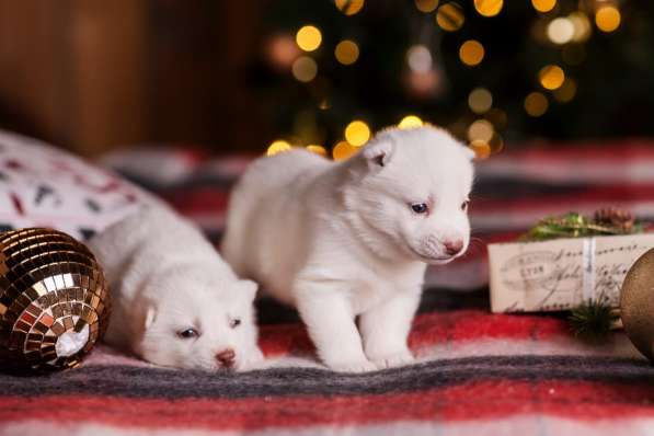 Открыта бронь на щенков хаски в Москве фото 10