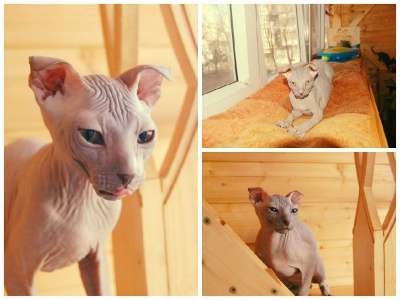 Профессиональный питомник SOUMBIKE предл в Санкт-Петербурге фото 6