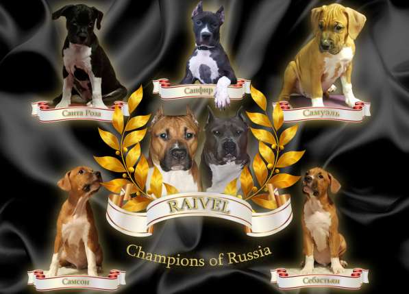 Щенки амстаффа в Москве фото 13