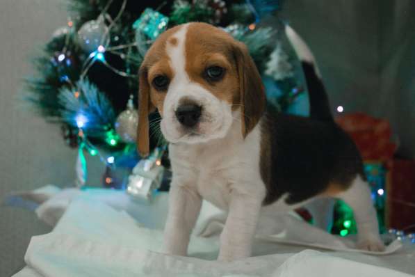 Щенки Бигля в Москве фото 11