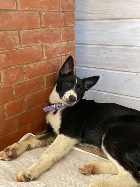 Молодая собака Бусинка в добрые руки в Москве фото 14