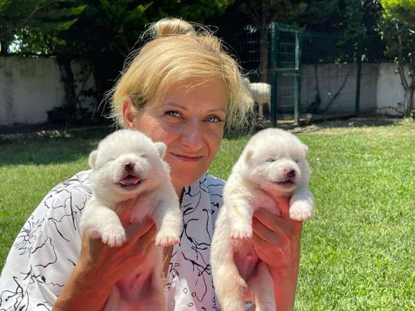 Акита-Ину в фото 8