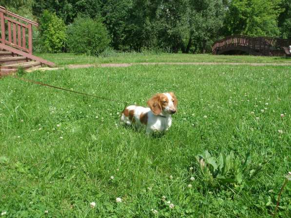 Выбор щенка в Москве фото 9