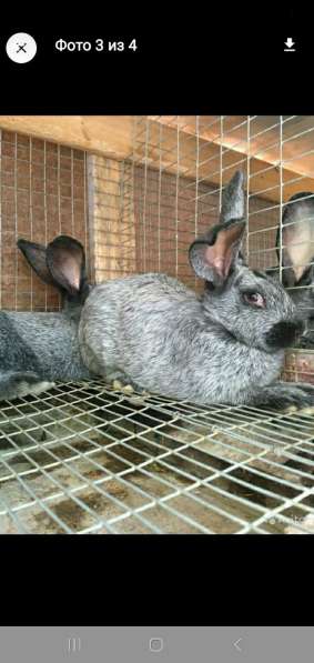 Кролики породы полтавское серебро в Армавире фото 3