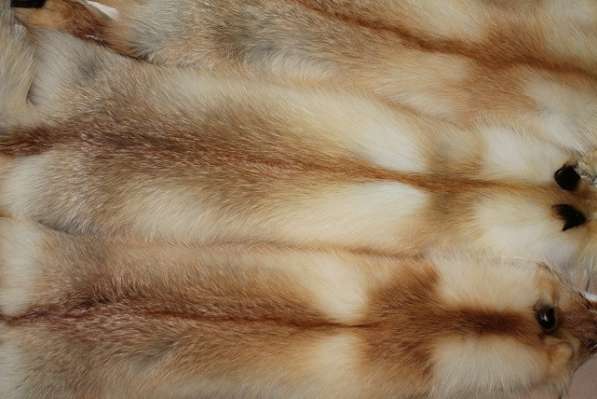 Продам шкуры лисы рыжей в Новосибирске