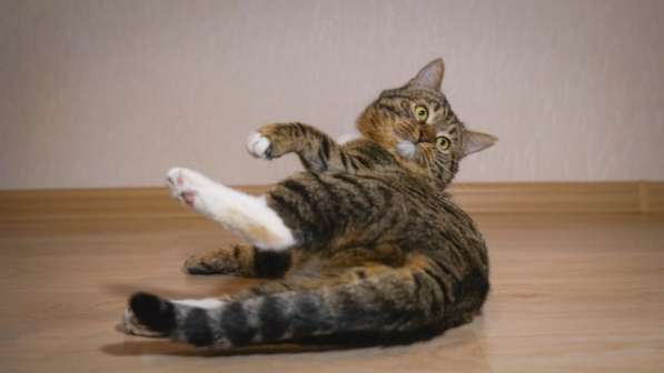 Вальяжный Боб в Москве фото 31