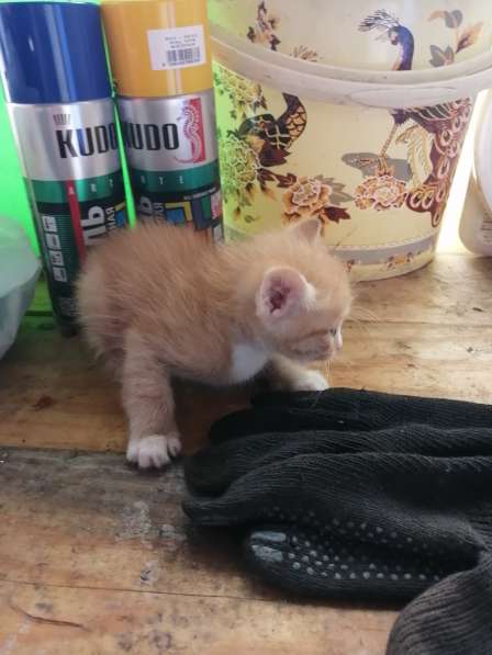 Котёнок в Красноярске