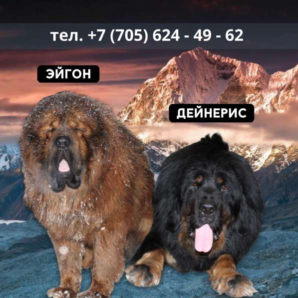 Щенки ТИБЕТСКОГО МАСТИФА в 