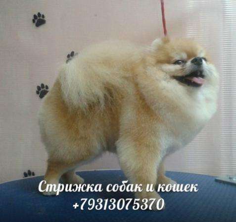 Стрижка собак и кошек на дому в Санкт-Петербурге фото 3
