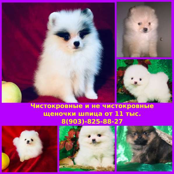 Яркие померанцы