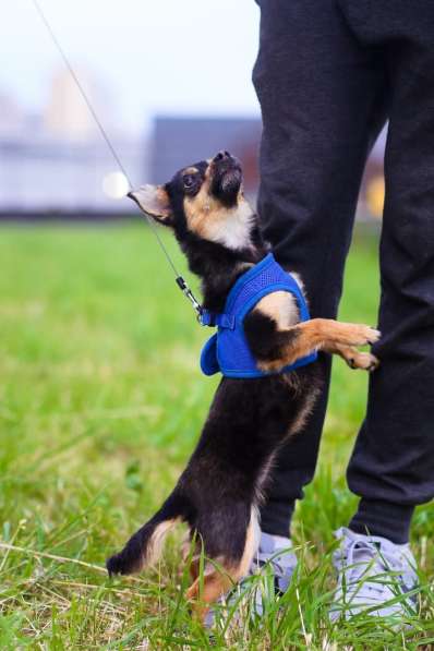 Крошечная собачка в ответственные руки в Санкт-Петербурге фото 10