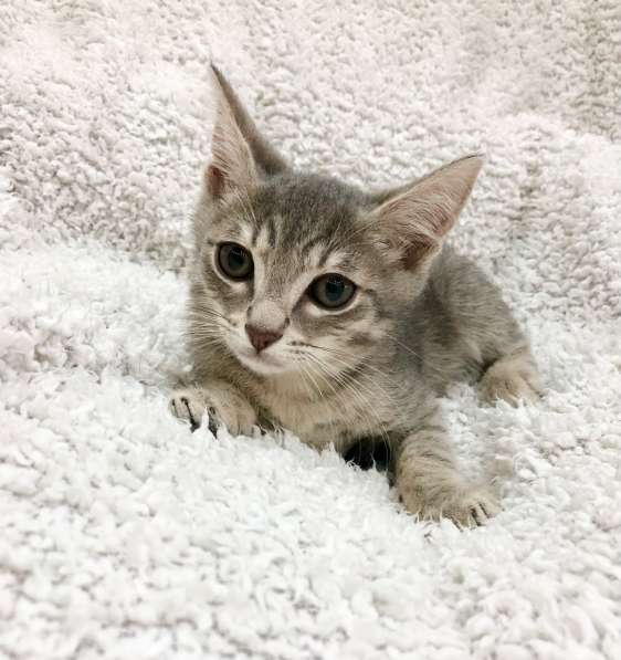 Котёнок в дар – малыш Матроскин