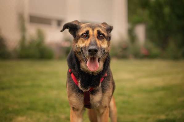 Ласка - дружелюбная, совершенно неконфликтная мудрая собака в Москве фото 10