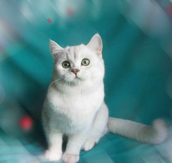 Шотландский котик с документами в фото 11