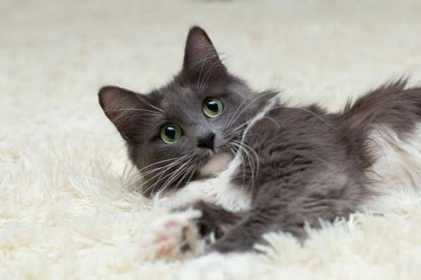 Ласковая пушистая зеленоглазая кошка голубого окраса Джеки