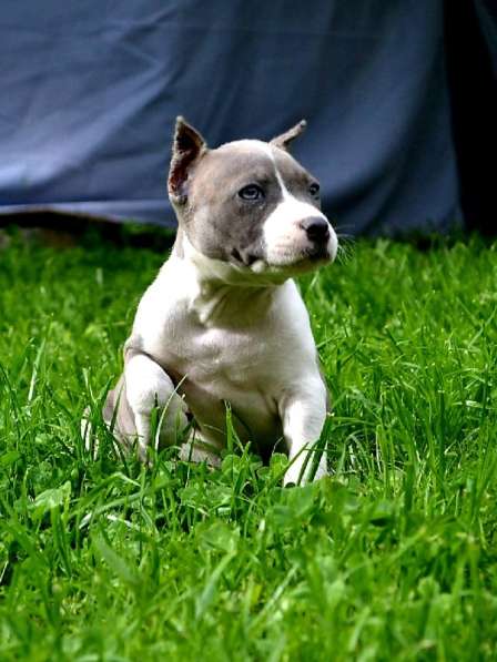 Шикарные милые щенки Амстаффа 2 месяца ркф