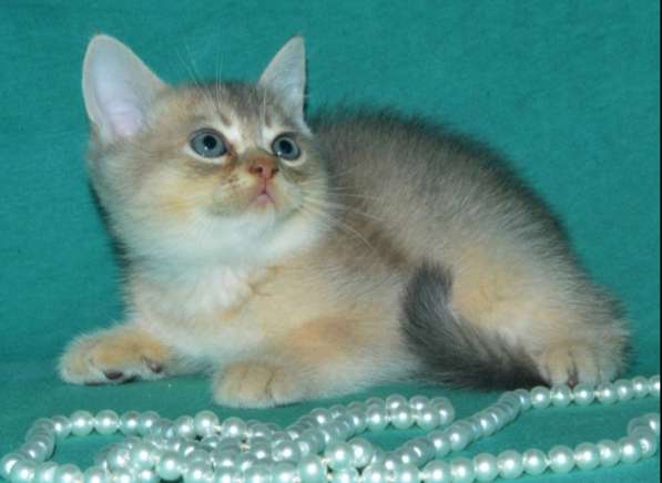 Скоттиш страйт золотая шиншилла в фото 5
