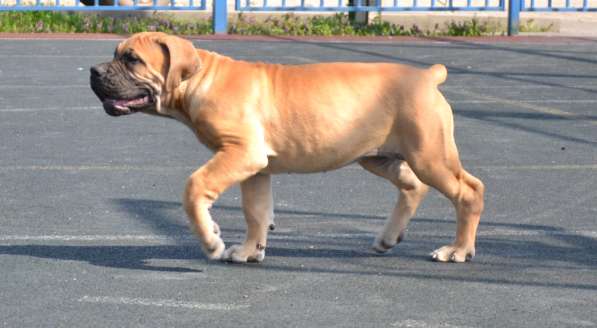 Щенки ЮА Бурбуля в Краснодаре фото 10